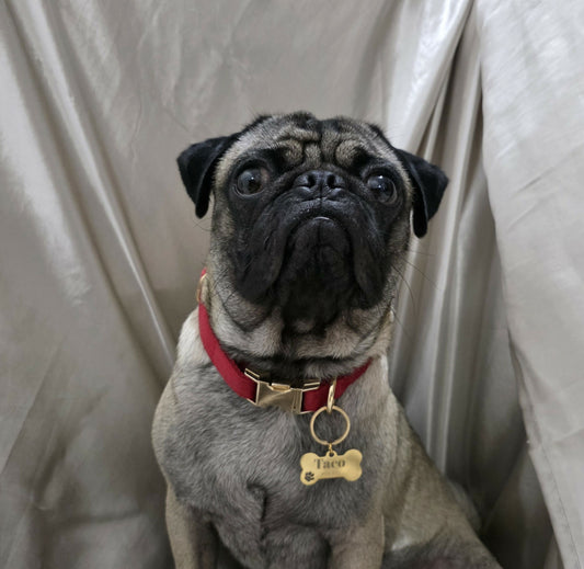 COLLAR PARA PERRO MC10